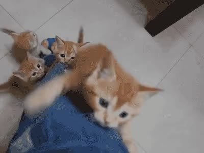 GIF Preview