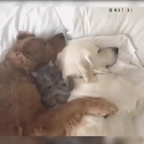 GIF Preview