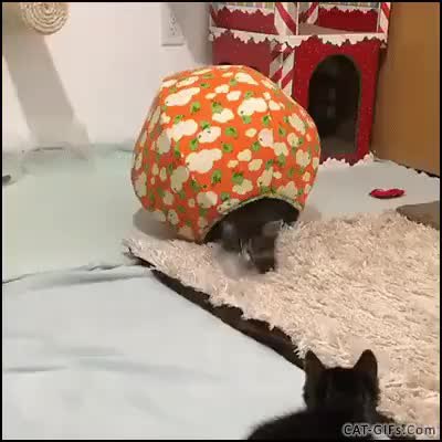 GIF Preview