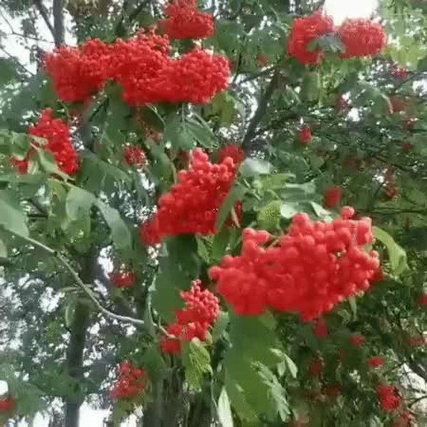 GIF Preview