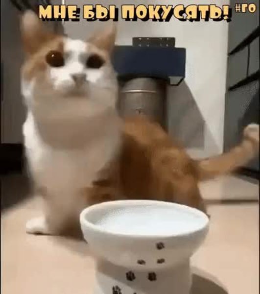 GIF Preview