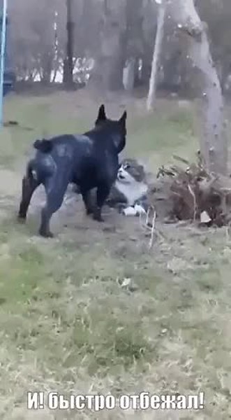 GIF Preview