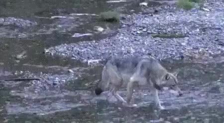 GIF Preview