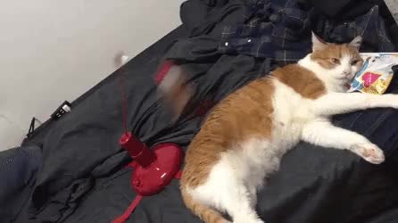 GIF Preview