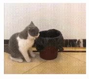 GIF Preview