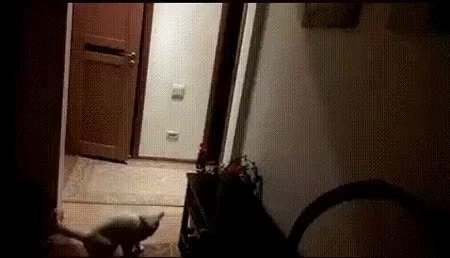 GIF Preview