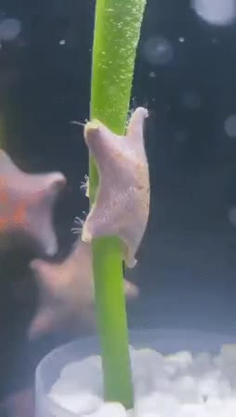 GIF Preview