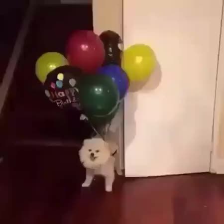 GIF Preview