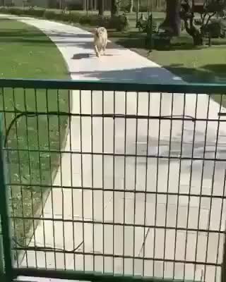 GIF Preview